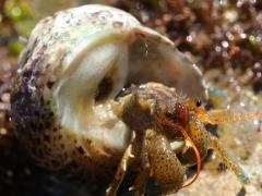 (Western Banded Tegula) and Blueband Hermit Crab