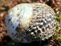 (Western Banded Tegula) apical