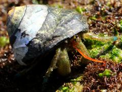 (Speckled Tegula) and Blueband Hermit Crab