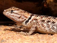 (Desert Spiny Lizard) juvenile lateral (Desert Spiny Lizard) juvenile lateral
