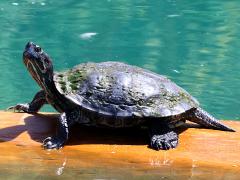(Pond Slider) elegans male basking