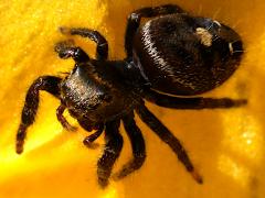 (Bold Jumping Spider) dorsal (Bold Jumping Spider) dorsal