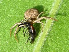 (Xysticus Ground Crab Spider) eats Sunflower Headclipping Weevil