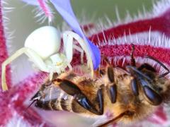 (Goldenrod Crab Spider) eats European Honey Bee
