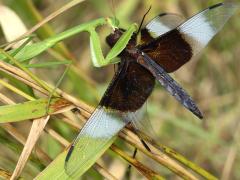 (Chinese Mantis) male eats Widow Skimmer
