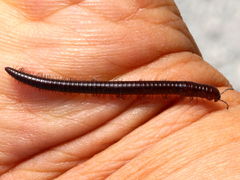 (Juliformia Round-backed Millipede) male