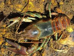 (Rusty Crayfish) male dorsal (Rusty Crayfish) male dorsal