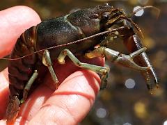 (Rusty Crayfish) male lateral (Rusty Crayfish) male lateral