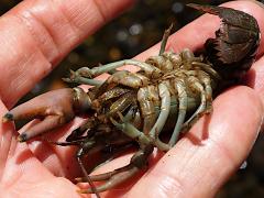 (Rusty Crayfish) male ventral (Rusty Crayfish) male ventral