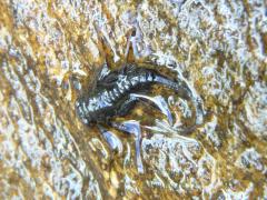 (Stream Mayfly) larva (Stream Mayfly) larva