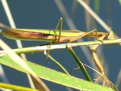 (Chinese Mantis) lateral (Chinese Mantis) lateral
