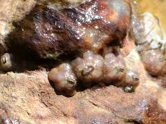 (Little Brown Barnacle) encrusting Dark Unicorn