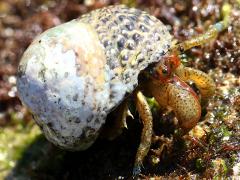(Blueband Hermit Crab) in Western Banded Tegula