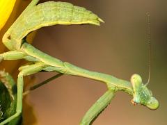 (Arizona Mantis) male nymph face