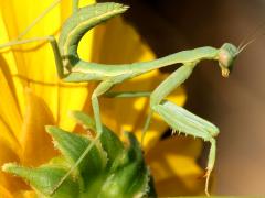 (Arizona Mantis) male nymph profile