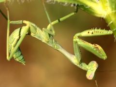 (Arizona Mantis) male nymph ventral
