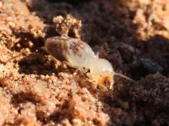 (Long-jawed Desert Termite) frontal (Long-jawed Desert Termite) frontal