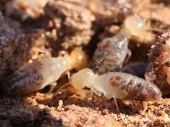 (Long-jawed Desert Termite) lateral (Long-jawed Desert Termite) lateral