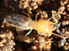 (Long-jawed Desert Termite) dorsal (Long-jawed Desert Termite) dorsal