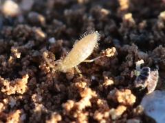 (Cotton Springtail) dorsal (Cotton Springtail) dorsal