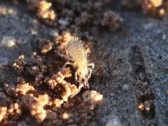 (Cotton Springtail) frontal (Cotton Springtail) frontal