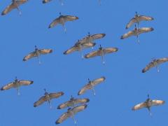 (Sandhill Crane) skein (Sandhill Crane) skein