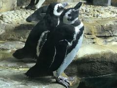 (Magellanic Penguin) chilling (Magellanic Penguin) chilling