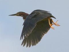 (Green Heron) flying (Green Heron) flying