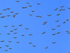 (Sandhill Crane) skein (Sandhill Crane) skein