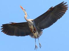 (Great Blue Heron) cruising (Great Blue Heron) cruising