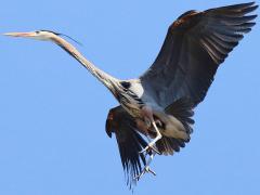 (Great Blue Heron) landing (Great Blue Heron) landing