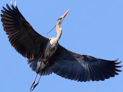 (Great Blue Heron) soaring (Great Blue Heron) soaring