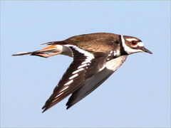 (Killdeer) flying dorsal (Killdeer) flying dorsal