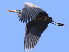 (Great Blue Heron) flapping (Great Blue Heron) flapping