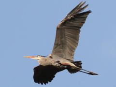 (Great Blue Heron) flying (Great Blue Heron) flying