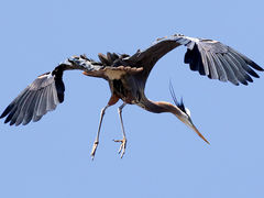 (Great Blue Heron) landing (Great Blue Heron) landing