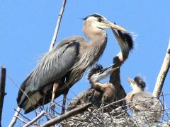 (Great Blue Heron) chick begging (Great Blue Heron) chick begging