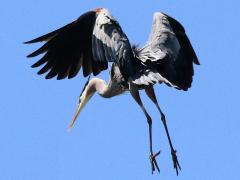 (Great Blue Heron) landing (Great Blue Heron) landing