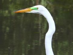 (Great Egret) breeding basking (Great Egret) breeding basking