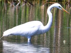 (Great Egret) wading (Great Egret) wading