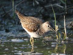 (Solitary Sandpiper) feeding (Solitary Sandpiper) feeding