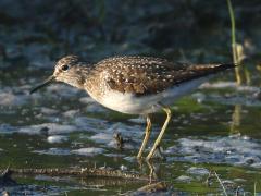 (Solitary Sandpiper) wading (Solitary Sandpiper) wading