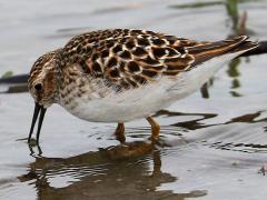 (Least Sandpiper) feeding (Least Sandpiper) feeding