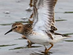 (Least Sandpiper) flapping (Least Sandpiper) flapping