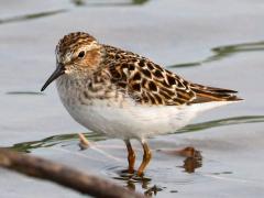 (Least Sandpiper) wading (Least Sandpiper) wading