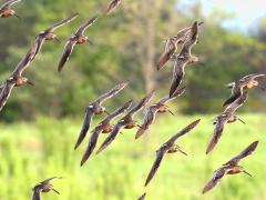 (Short-billed Dowitcher) banking (Short-billed Dowitcher) banking