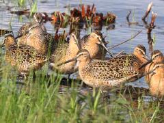 (Short-billed Dowitcher) flock (Short-billed Dowitcher) flock