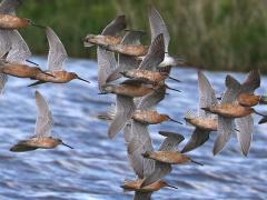 (Short-billed Dowitcher) flocking (Short-billed Dowitcher) flocking