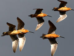 (Short-billed Dowitcher) flying (Short-billed Dowitcher) flying