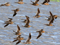 (Short-billed Dowitcher) flying dorsal (Short-billed Dowitcher) flying dorsal